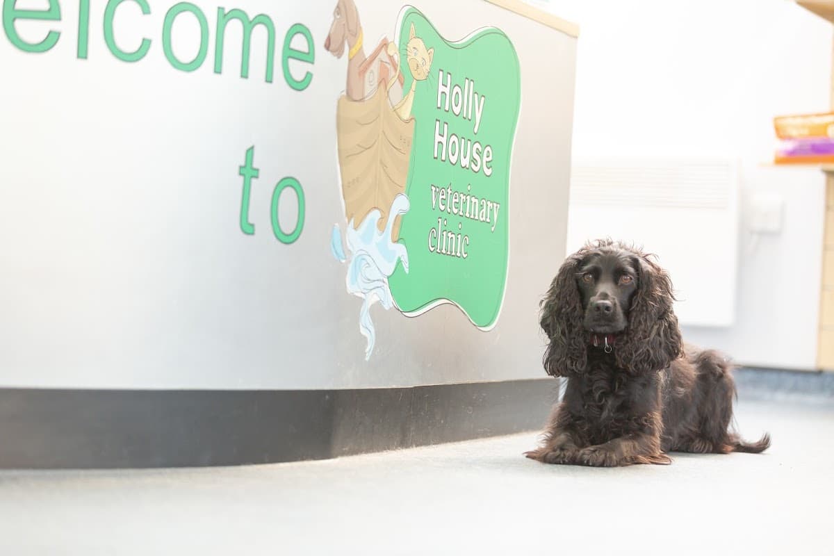 Holly House Veterinary Clinic - Vets in moortown