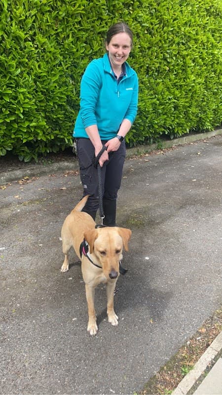 A woman in a teal jacket walks a tan Labrador on a leash along a pathway lined with green hedges.