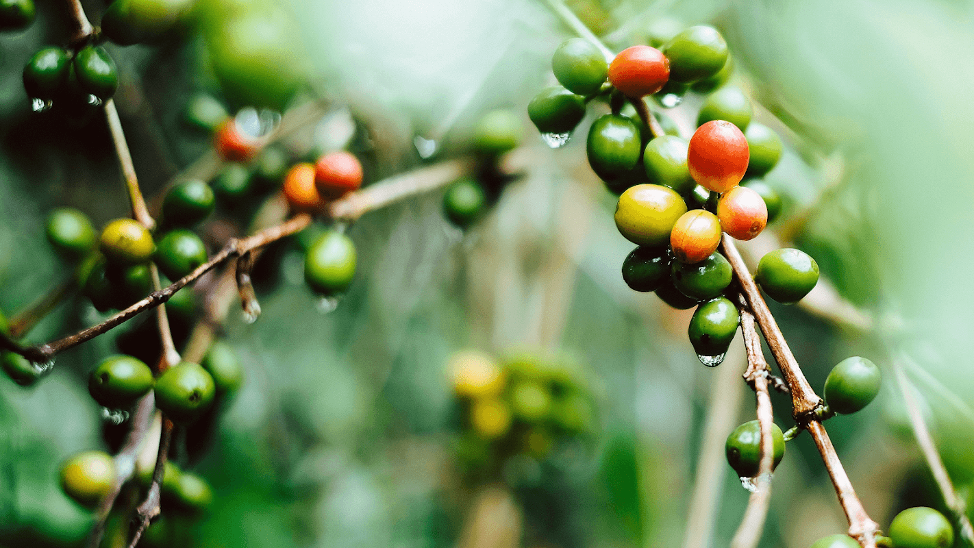 Foundry Coffee Roasters