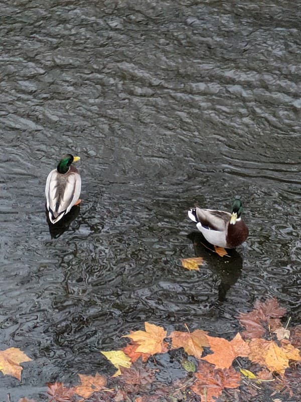 Broadfield Road Open Space - Park in nether edge