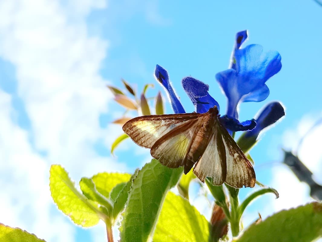 A butterfly perched on a vibrant blue flower with green leaves against a bright blue sky.