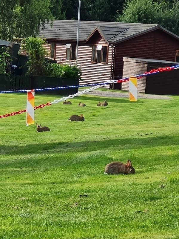 Rabbits grazing on lush green grass, with holiday cabins and colorful banners in the background.