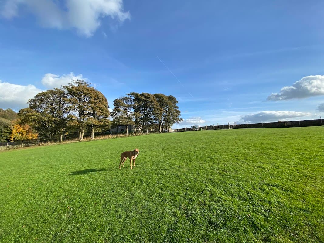 A dog stands in a spacious green field with trees and a blue sky in the background, at a dog playground.