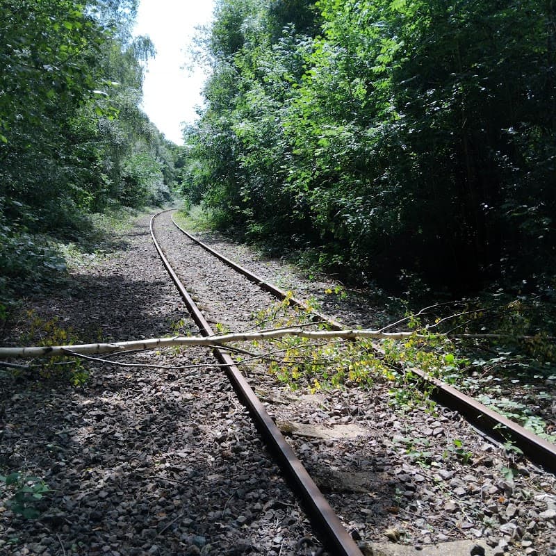 Overgrown railway tracks winding through lush greenery with a branch obstructing the path.