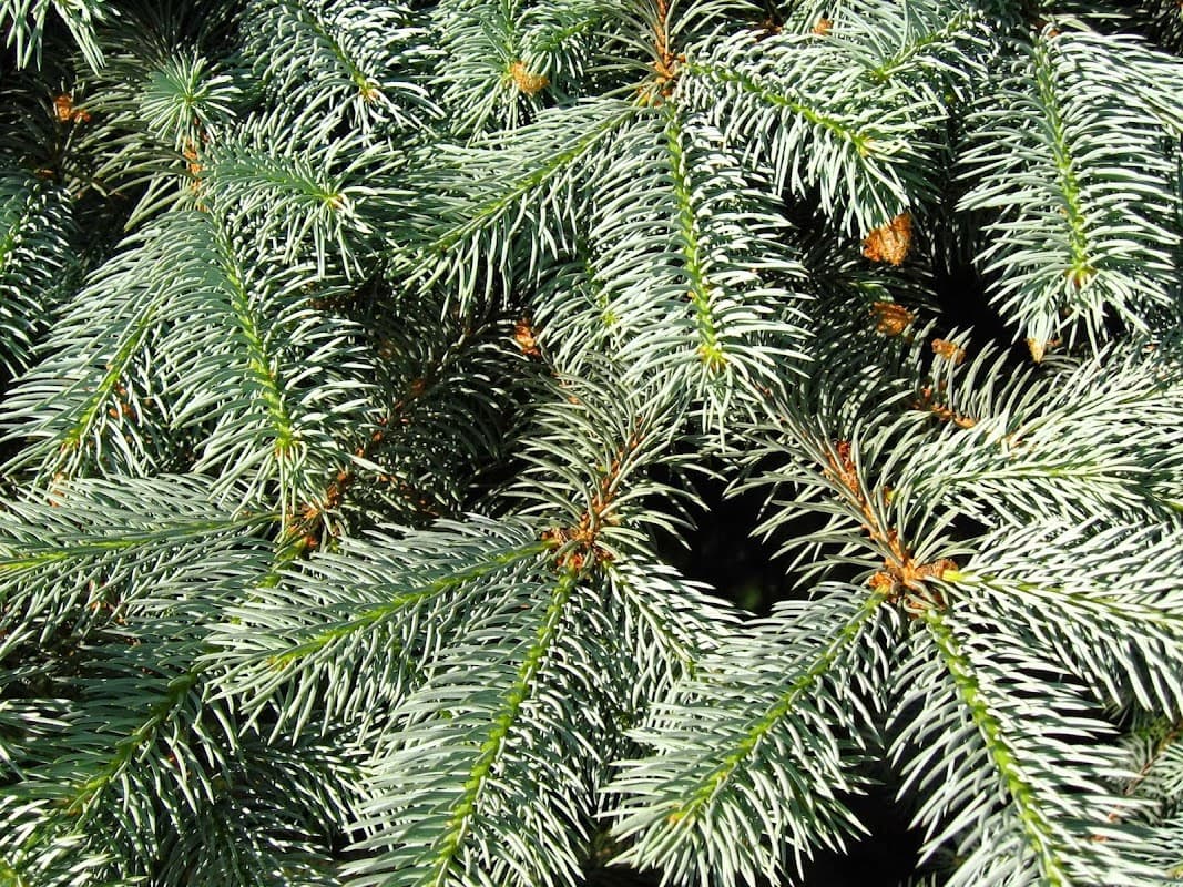 Close-up of lush green Christmas tree branches with delicate needles and hints of pine cones.