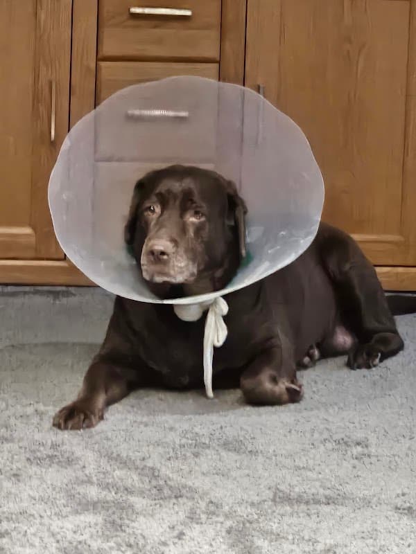 Calder Vets in Penistone - Vets in penistone