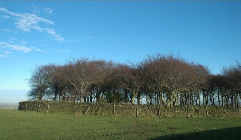Ring Wood - Historic Site in penistone