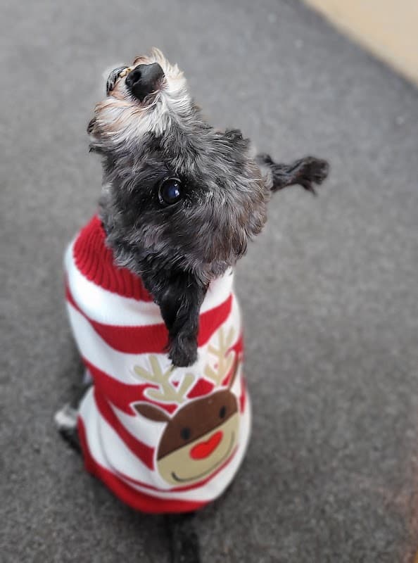 Eric and Co - Pet Shops in pontefract