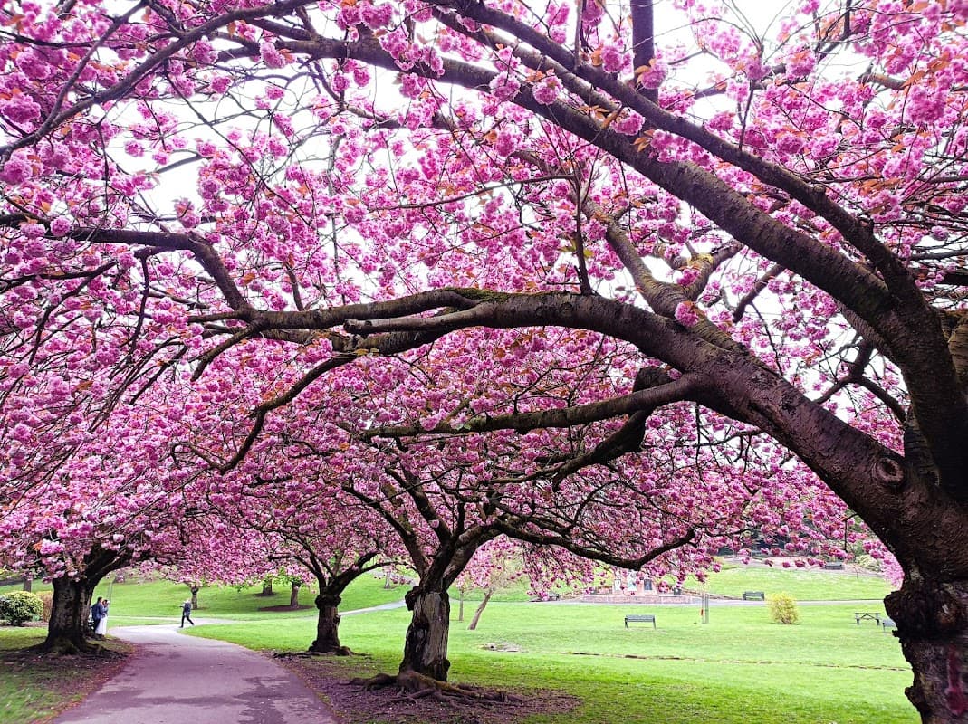 Blossoming cherry trees with vibrant pink flowers line a pathway in Friarwood Valley Gardens, surrounded by lush green grass.