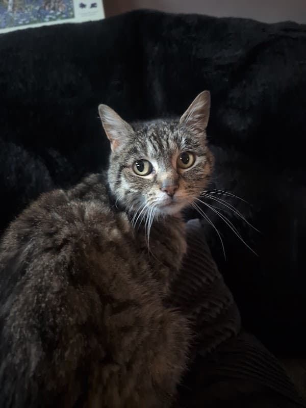 Greenwood & Brown Veterinary Clinics Ltd - Vets in pontefract