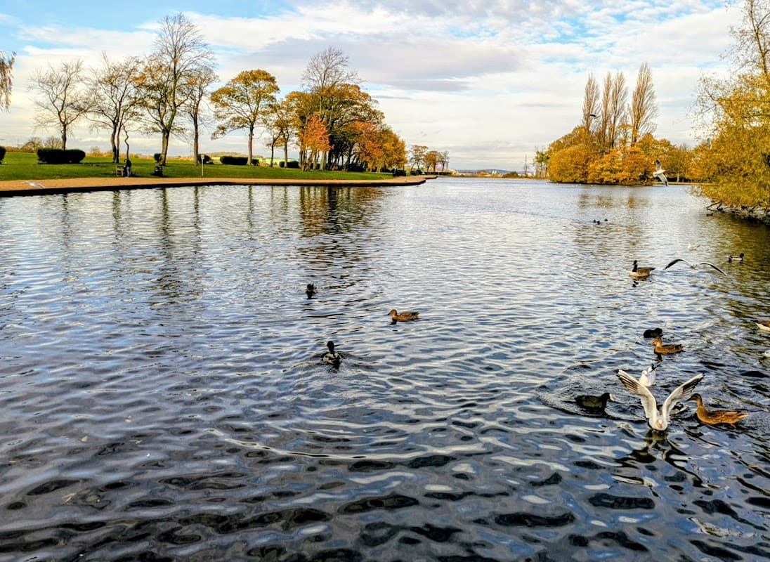 Serene lake surrounded by trees, with ducks swimming and people enjoying the park in autumn colors.