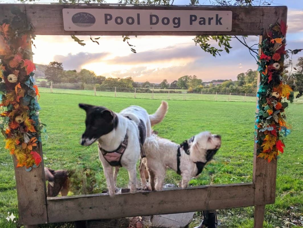 Two dogs play at Pool Dog Park, framed by a wooden sign adorned with colorful flowers and a scenic green field backdrop.