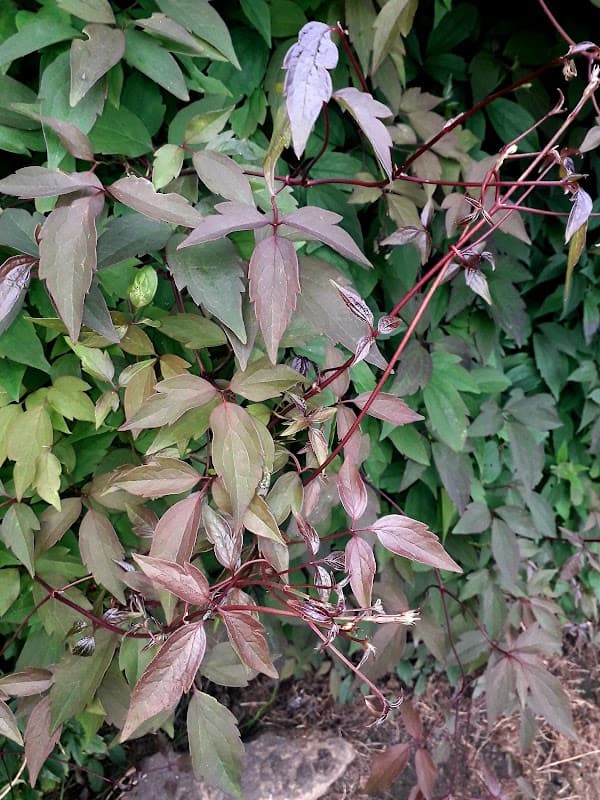 Vibrant green and reddish leaves intertwine against a lush green backdrop at Foxhill Park in Queensbury, Yorkshire.