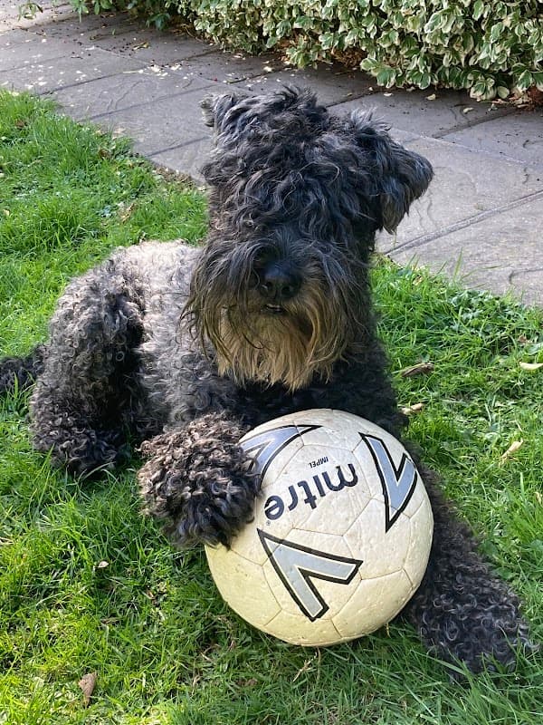 Swale Veterinary Surgery - Vets in richmond