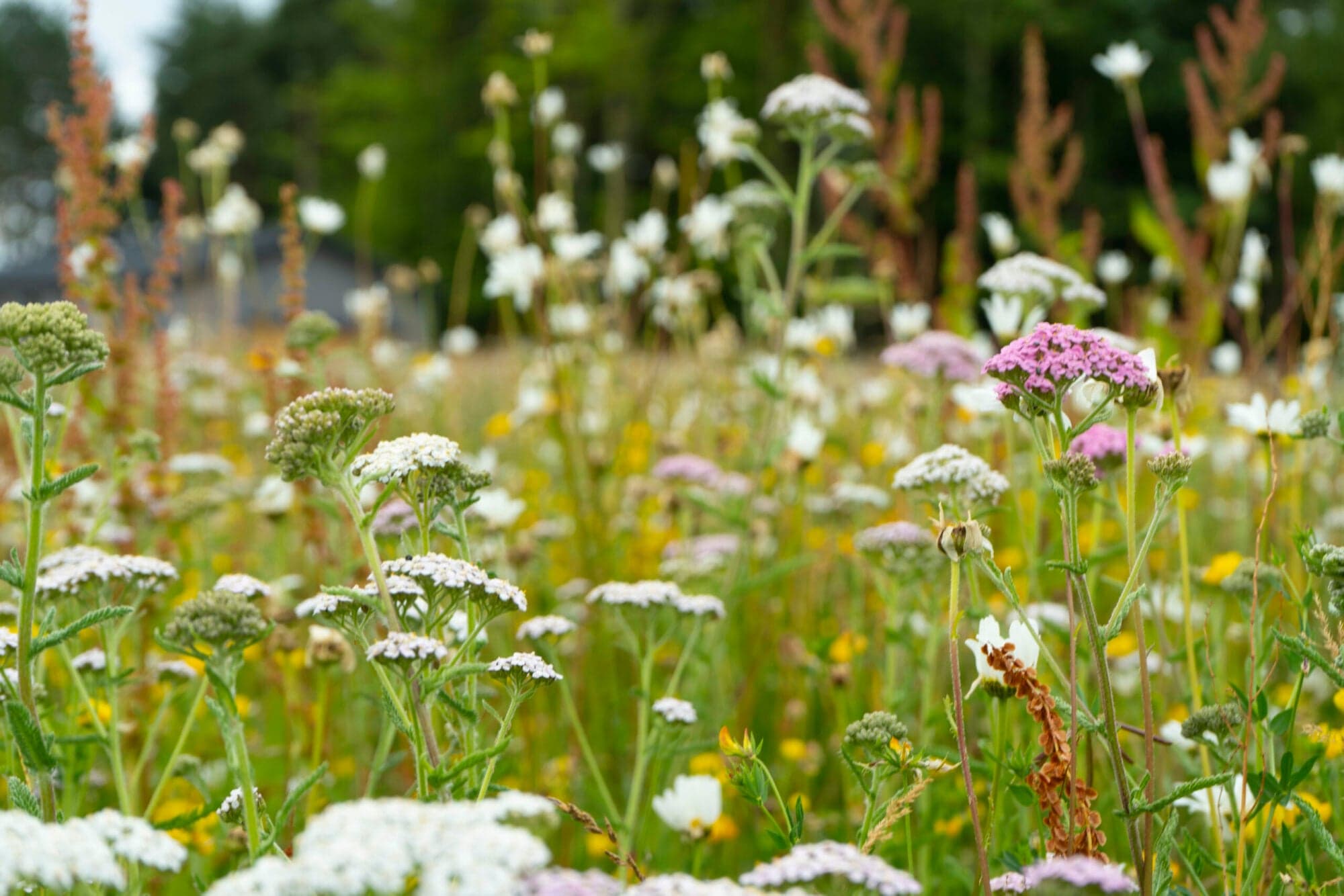 Rideways at Escrick Park Estate - Sports & Leisure in york