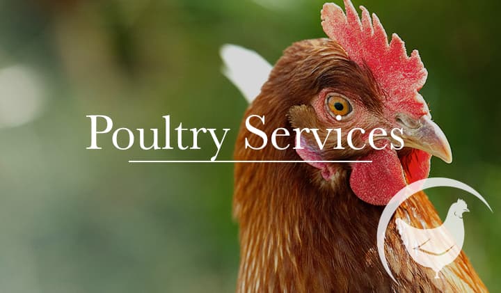 Sandhill Veterinary Services - Vets in ripon