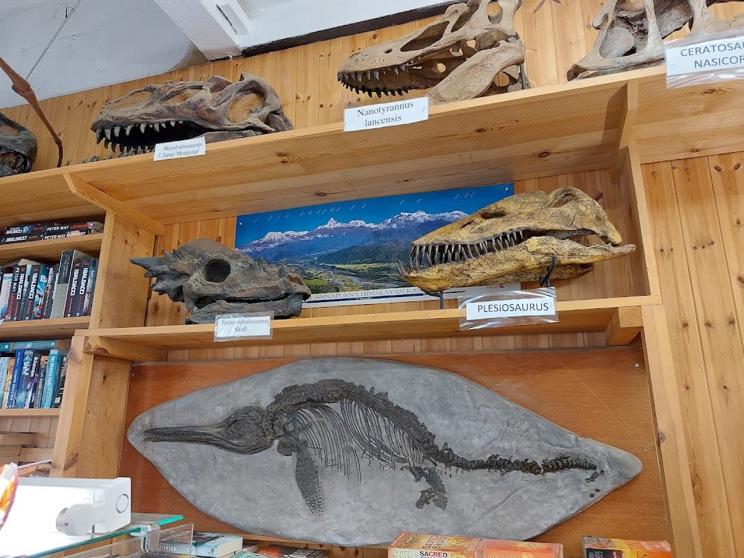 Yorkshire Coast Dinosaur and Fossil Museum - Gift Shops in robin hoods bay