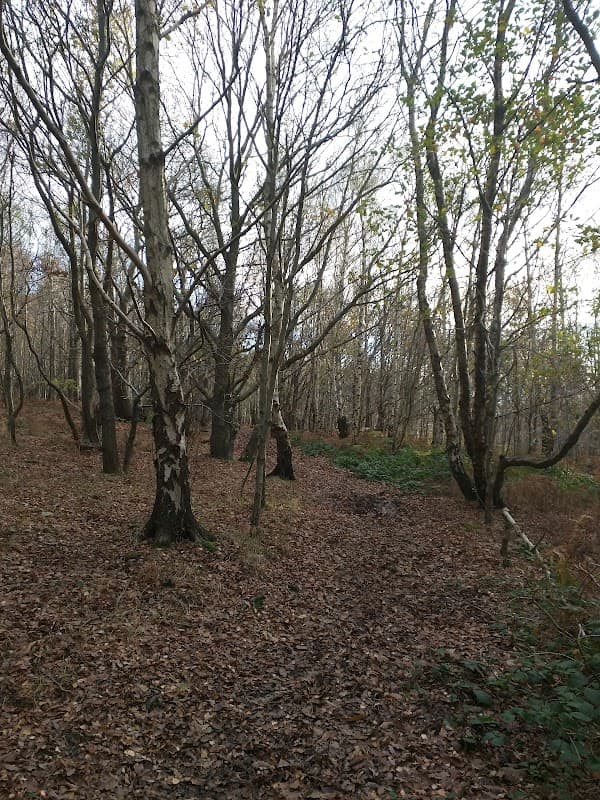 Canklow Woods - Walks & Hiking in rotherham