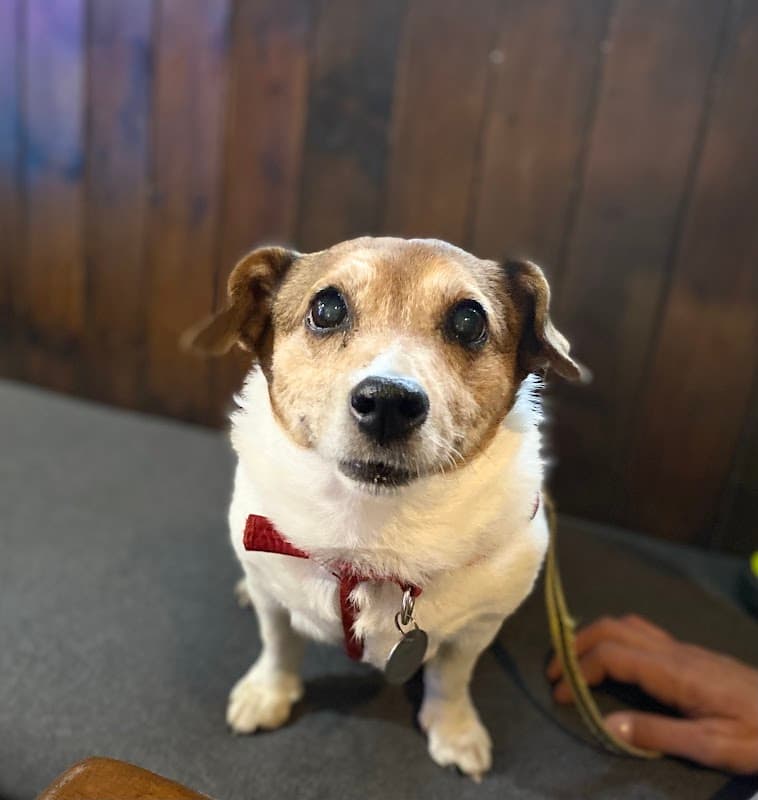 Alma Veterinary Surgery - Vets in scarborough