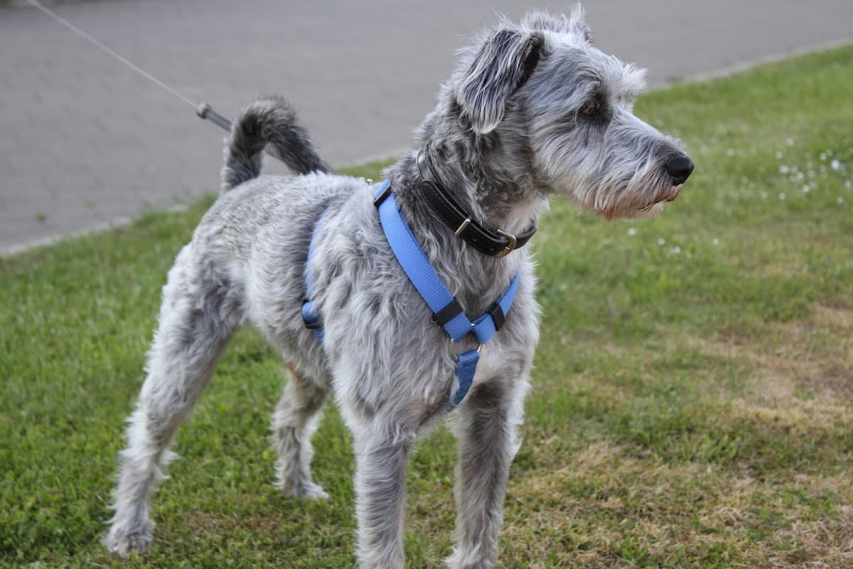 Swanzdale Veterinary Care Centre - Vets in scarborough