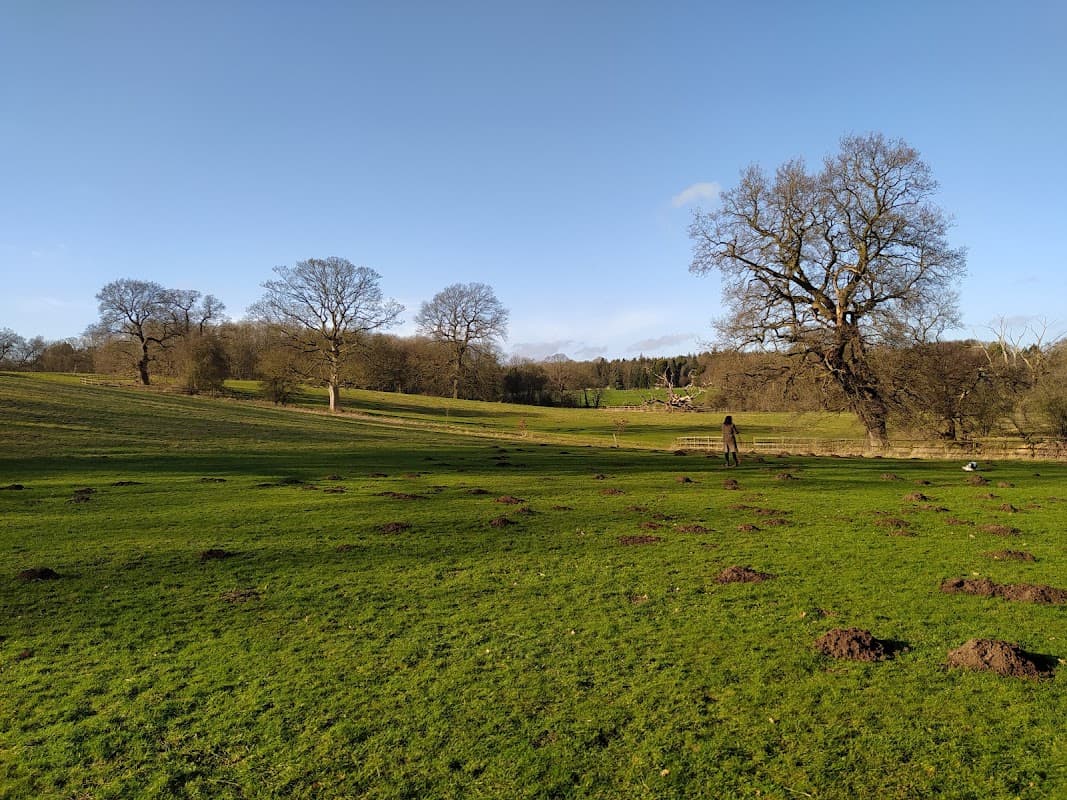 Lush green field with scattered molehills, trees in the background, and a clear blue sky above.