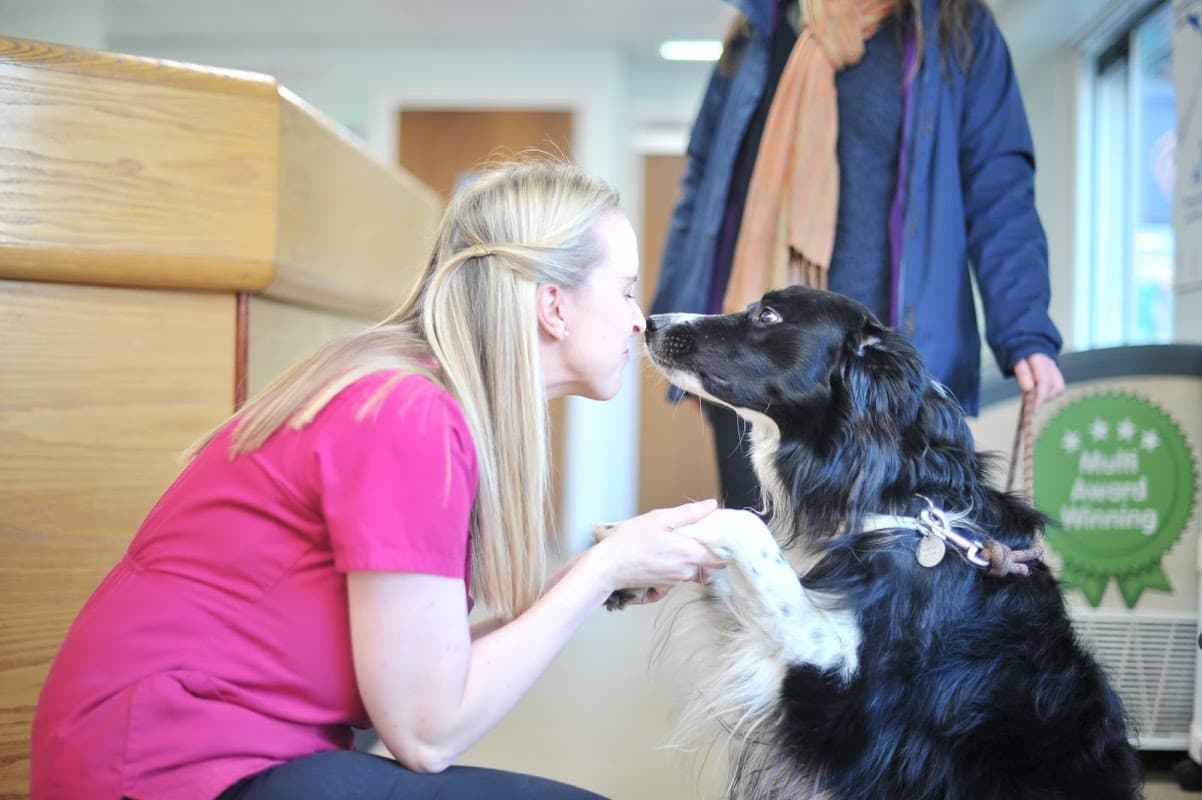 Abbeymoor Veterinary Centre, Halifax - Vets in sheffield