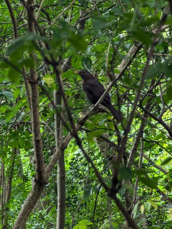 Leighton Drive Plantation - Park in sheffield
