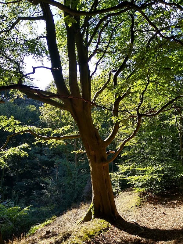 A large tree with sprawling branches and green leaves in a sunlit forest setting.