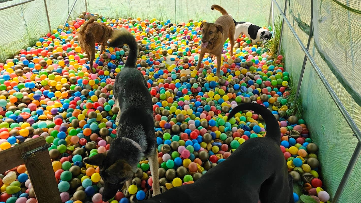 Dogs play in a colorful ball pit filled with plastic balls at Cool K9 in Sherburn, Yorkshire.
