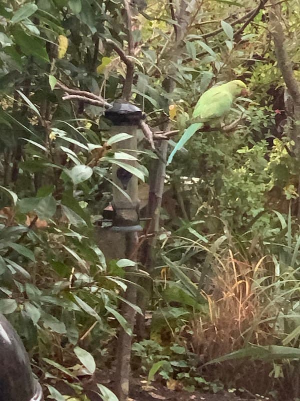 Parakeet Point - Attraction in shipley