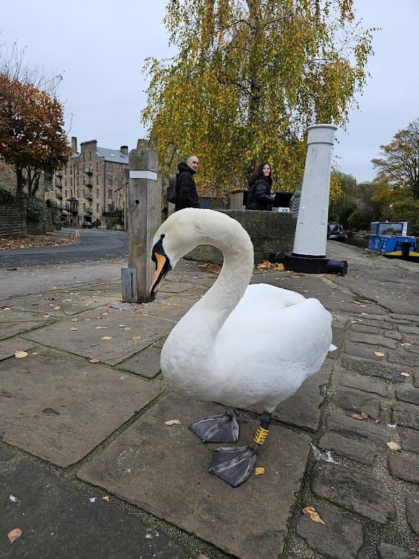 A white swan stands on the cobblestone path near people and autumn trees in Shipley Station Car Park.