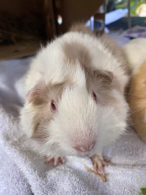 Diggi’s Den - Zoos in silsden