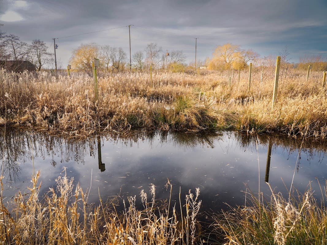 Lush wetlands with tall grasses, a reflective pond, and overcast skies, framed by distant trees and utility poles.