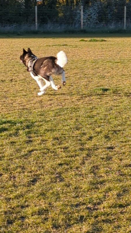 A dog running freely across a grassy field in Skirlaugh, Yorkshire, with a fenced area in the background.
