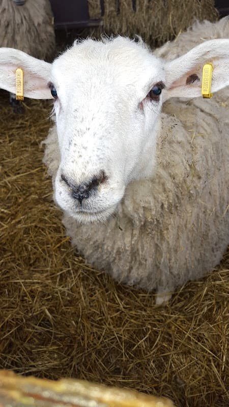 A close-up of a fluffy white sheep with yellow ear tags, surrounded by straw in a rustic setting.