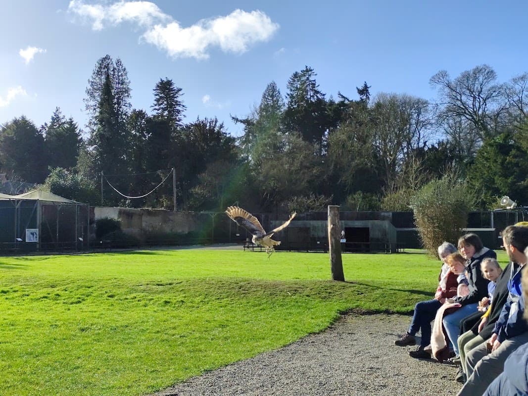 A falcon in flight over a grassy area with spectators seated nearby, surrounded by trees and aviaries.