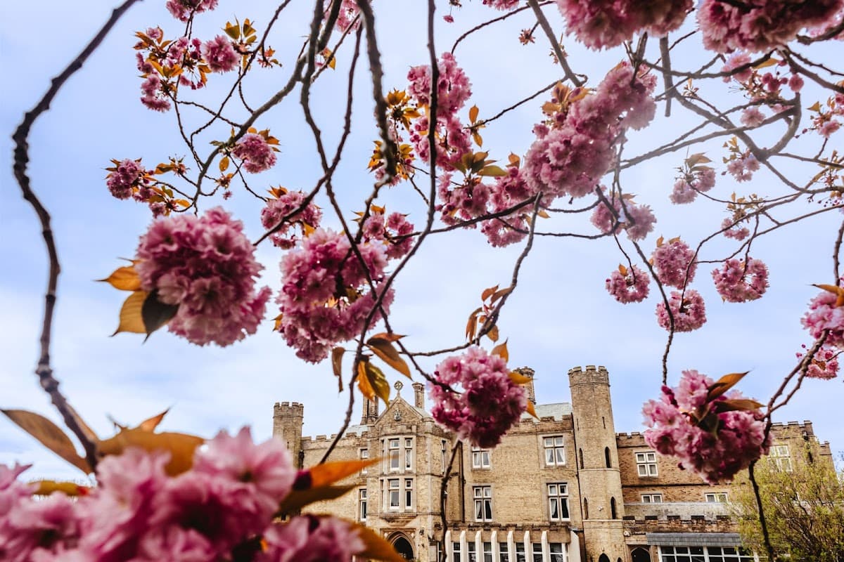 Cherry blossoms frame the historic facade of Cave Castle Golf Club against a blue sky.