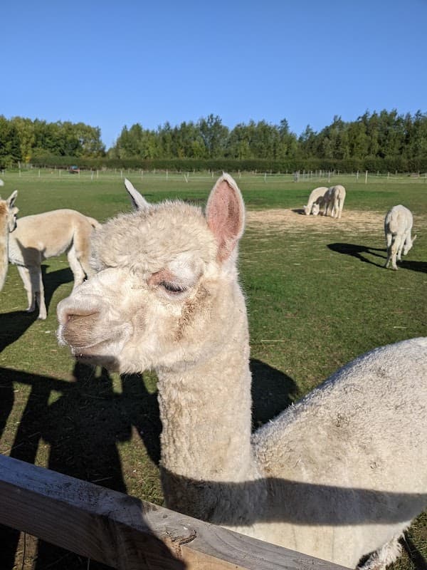 White alpaca with a fluffy coat stands in a green field, surrounded by other alpacas and trees under a clear blue sky.