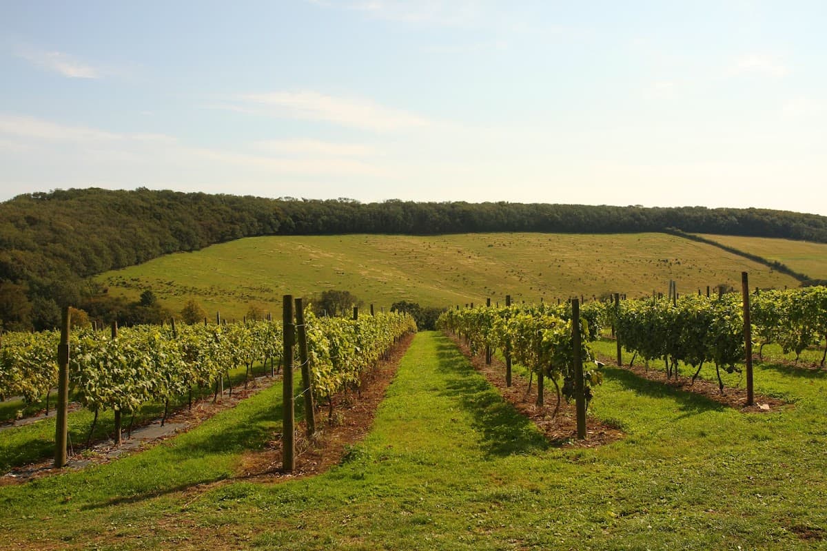 Vineyard rows stretch towards rolling green hills under a clear blue sky at Little Wold Plantation, South Cave.