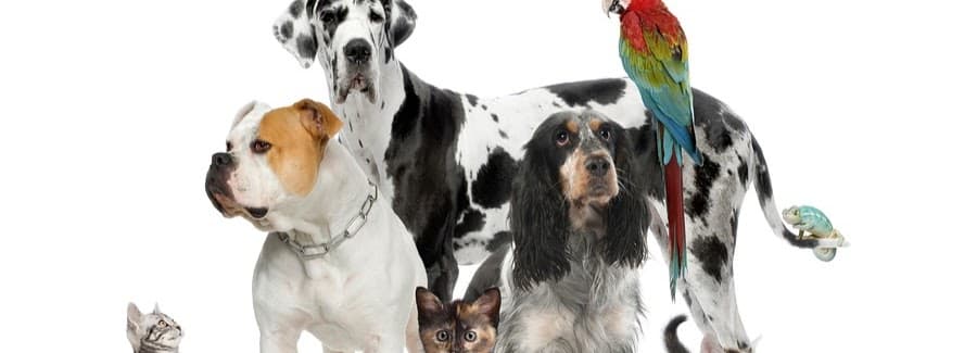 Friendly Animal Clinic - Vets in sowerby bridge