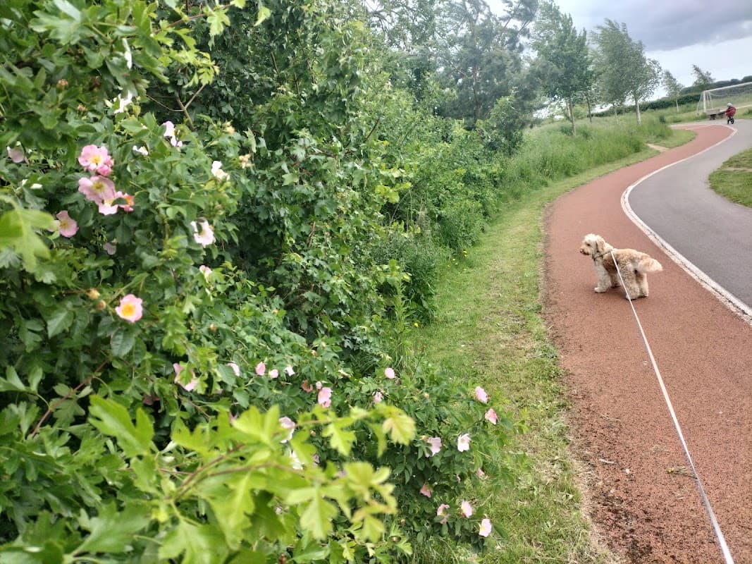A dog stands on a path beside blooming bushes in Sowerby Sports Village, surrounded by greenery and a cloudy sky.