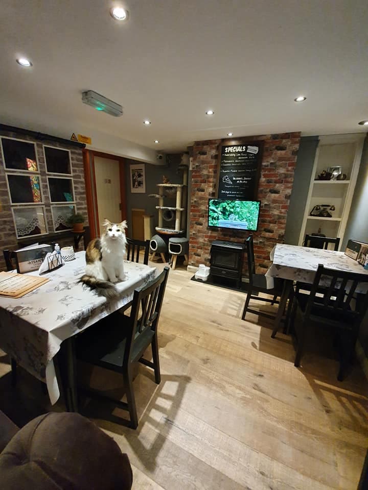 Steampuss Cat Lounge - Attraction in yorkshire
