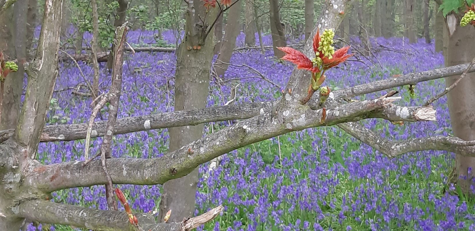 A vibrant scene of Stittenham Wood, featuring blooming bluebells and budding leaves on tree branches.