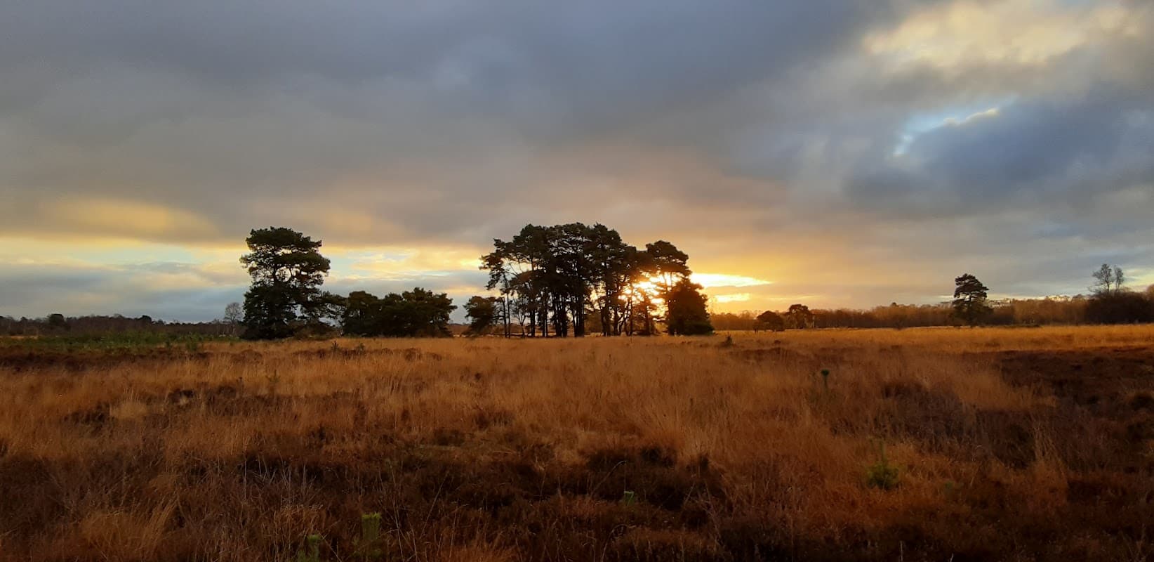 Sunset over Strensall Common, with silhouetted trees and golden grassland under a cloudy sky.