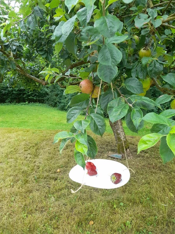 Ripon Walled Garden - Attraction in sutton grange north yorkshire