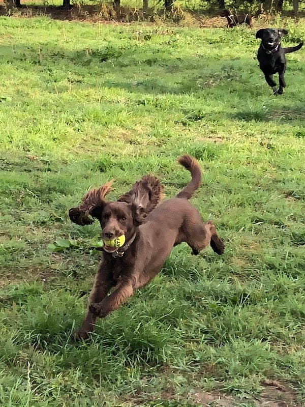 Two dogs running in a grassy field, one brown with a ball, and a black dog in the background.