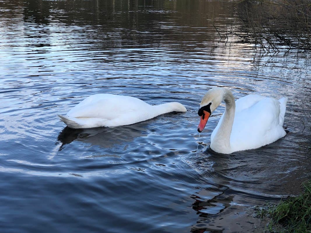 Bowesfield Marsh - Nature Reserves in tees valley
