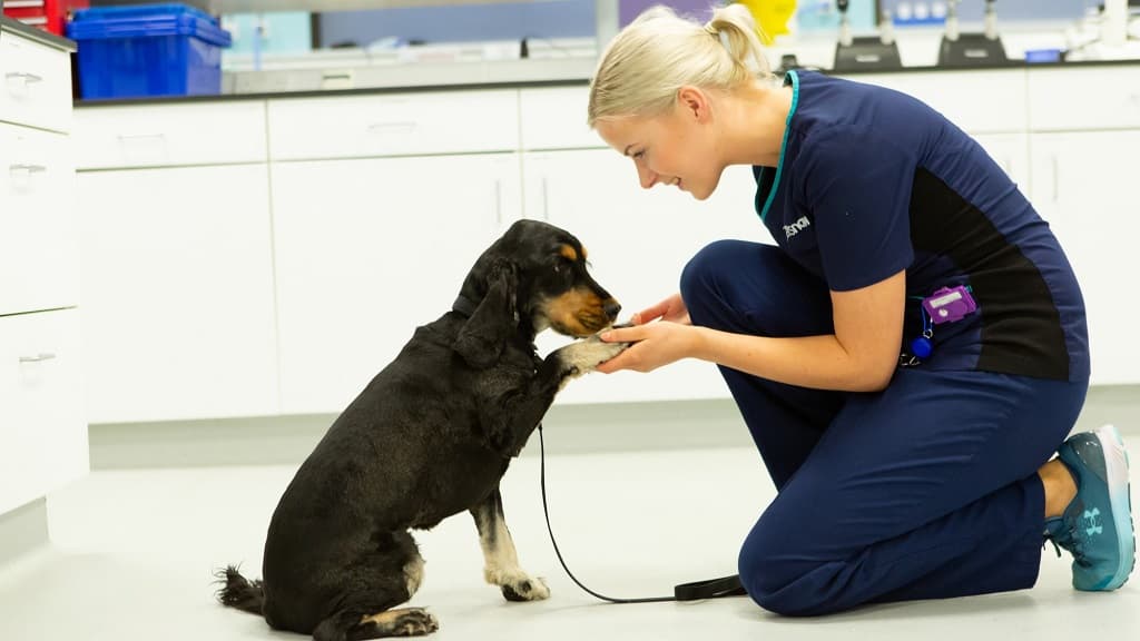 Vets Now Middlesbrough - Vets in tees valley