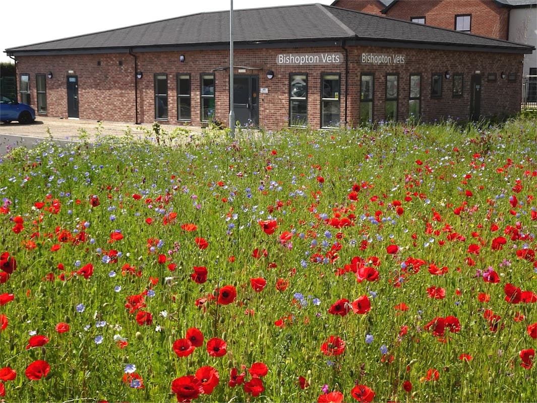 Bishopton Veterinary Group Thirsk - Vets in thirsk