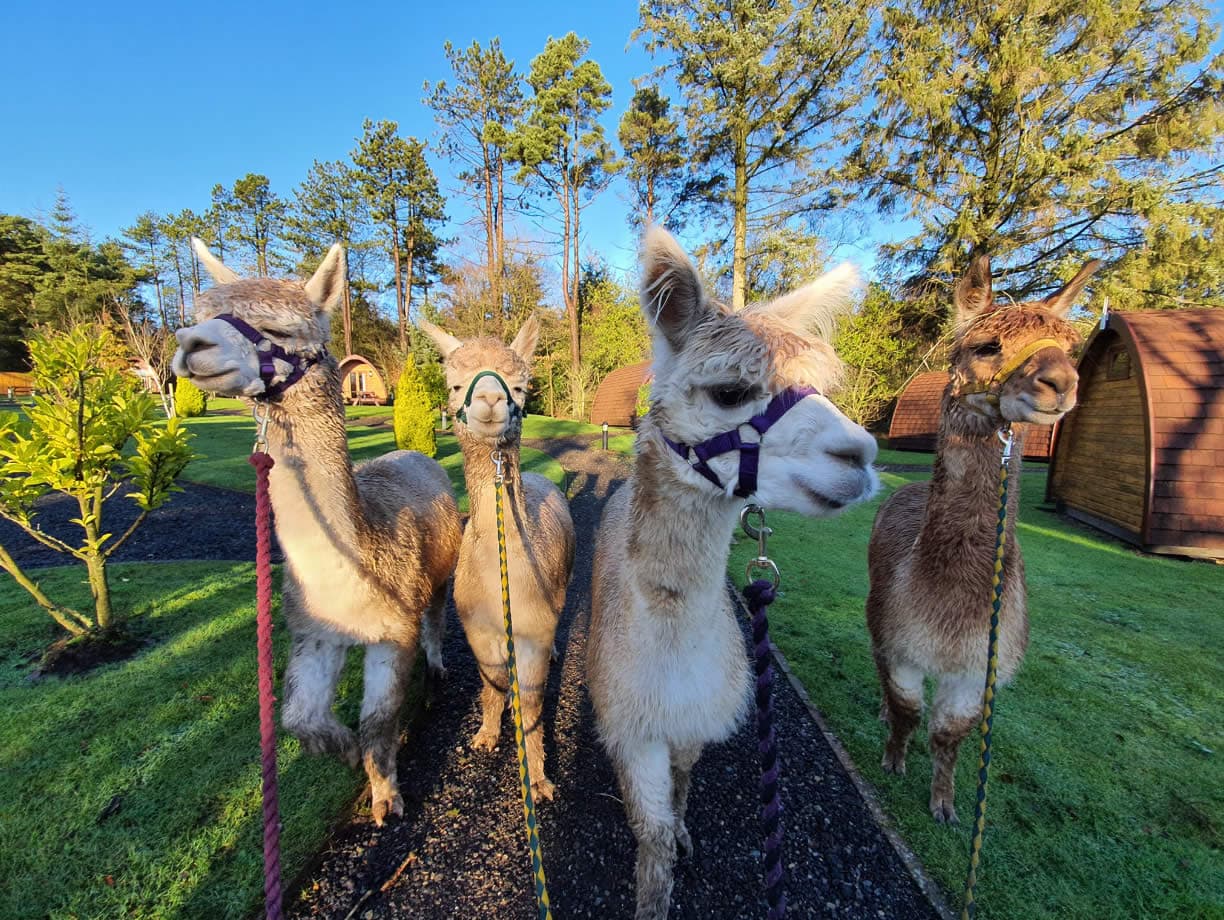 Thorny Beck Alpacas - Attraction in yorkshire